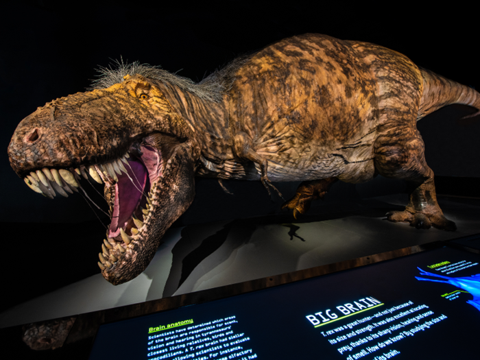 There are still a few lingering mysteries about the T. Rex, including what color it was.