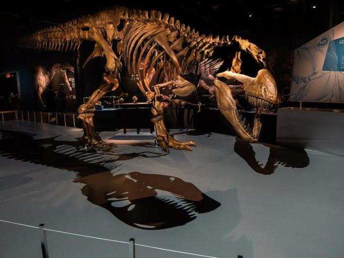 An adult T. rex didn