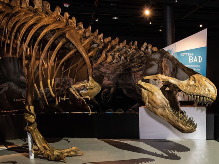 That evolutionary lineage might explain why the T. rex had tiny arms.