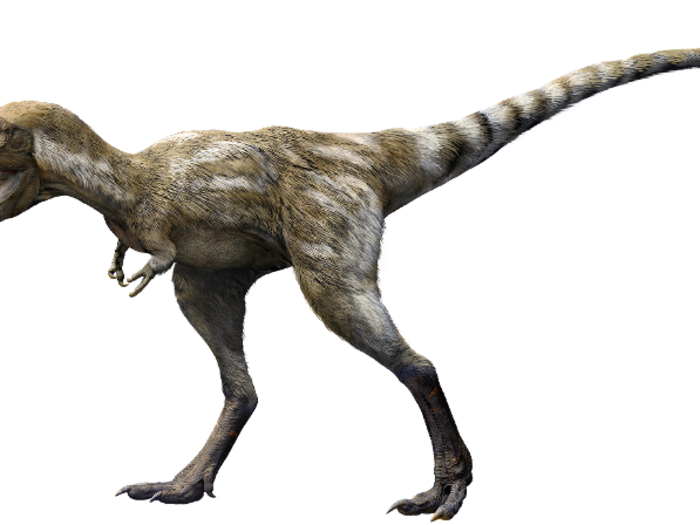 The T. rex had a fairly short lifespan, by human standards. No known T. rex lived past the age of 30.