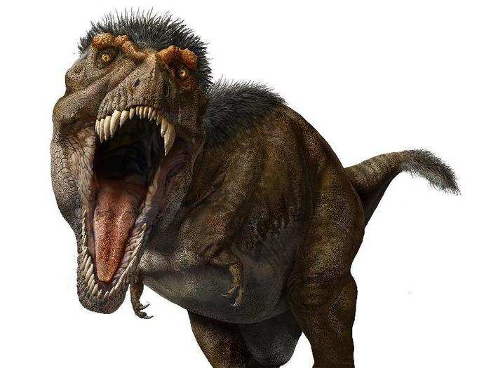 The T. rex rocked a mullet of feathers on its head and neck, and some on its tail, too.