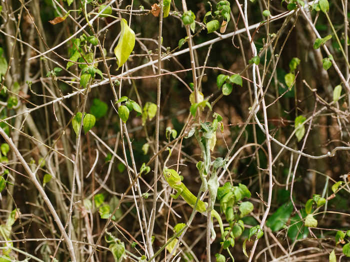 One of the chief pleasures of the hotel is simply walking around the grounds and admiring the nature. Monkeys, birds, and lizards can be found all over the property. I spotted this tiny chameleon as it crossed the path in front of me.