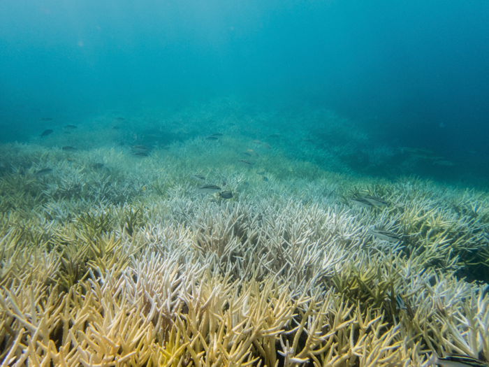 Oceans are absorbing a lot of the excess heat trapped on Earth because of greenhouse gases in the atmosphere. That kills marine species and coral reefs.