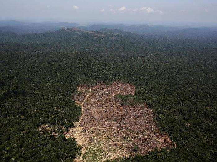 Logging and deforestation of the Amazon rainforest is of particular concern.