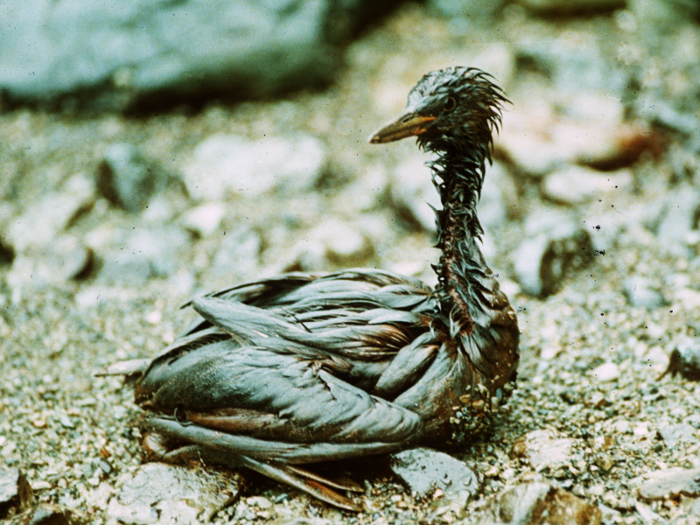 But the cause of the spill — and the extent of the destruction it wrought on local wildlife — is still unclear.