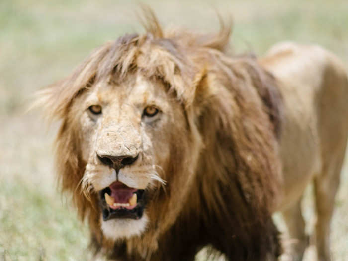 Ngorongoro is home to 25,000 large animals, including close to 70 lions, the highest density of lions in the world. This lion was so close to the window of the jeep I could feel his breath.