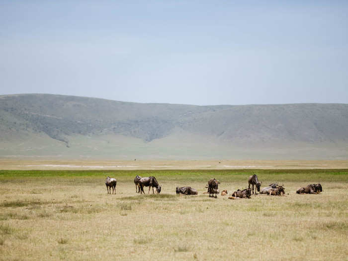 The animals that live in the crater, whether wildebeest, lion, or elephant, don