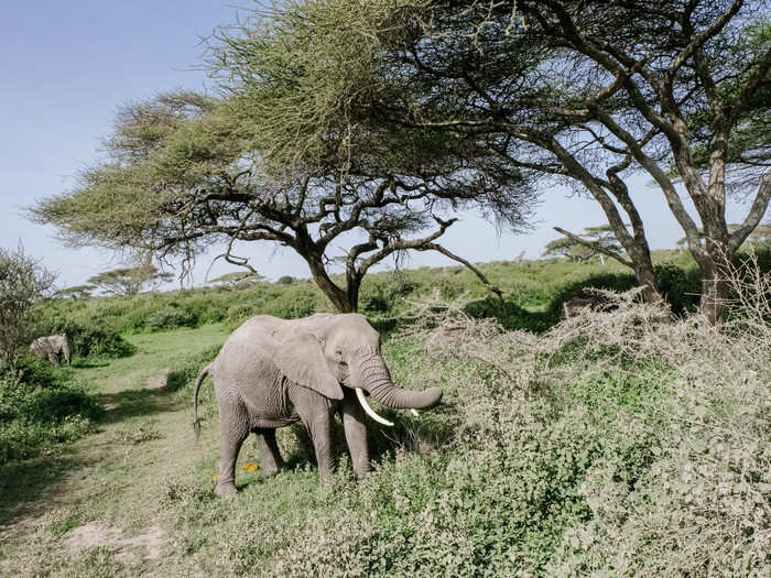 As we drove out of the bush, we came upon a small family of elephants. There was a mother pushing a baby elephant that didn