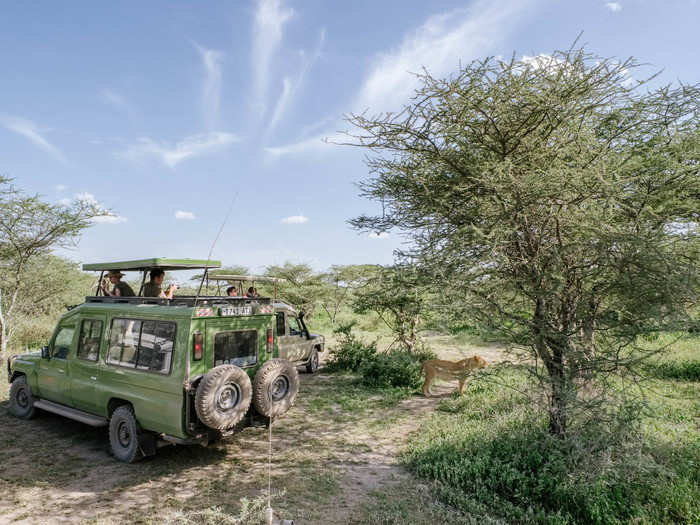 One of the benefits of visiting the Ndutu area is that, unlike the Serengeti, jeeps are allowed to go off-road. Jeeps are still supposed to keep their distance from the big animals, but not everyone follows the rules.