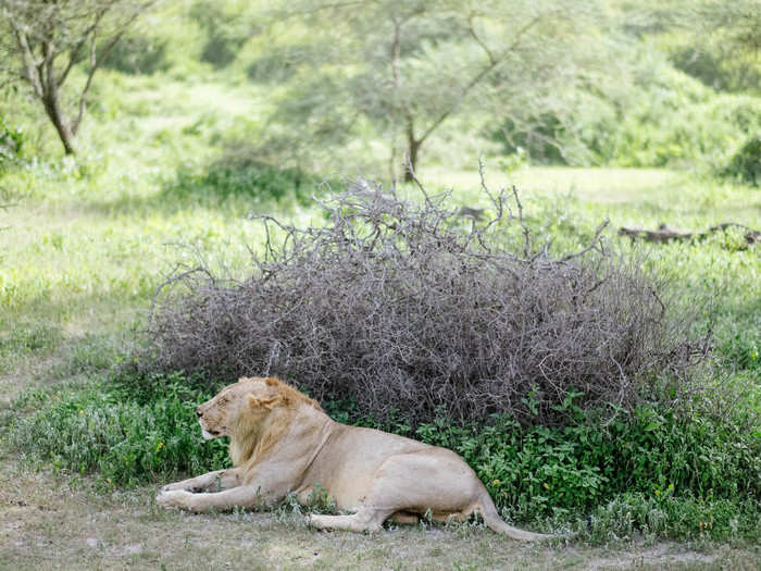 Half a mile away, we spotted our first mature male lion.