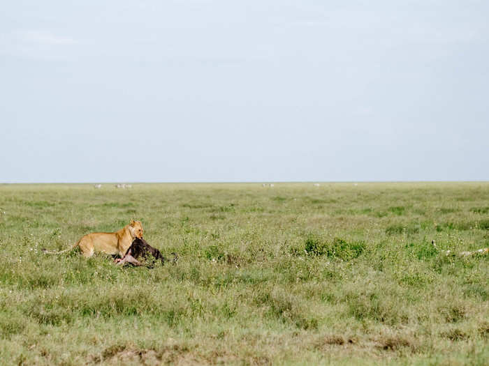 On our way back to camp for the night, we passed the same pride of lions we saw coming in. They hadn