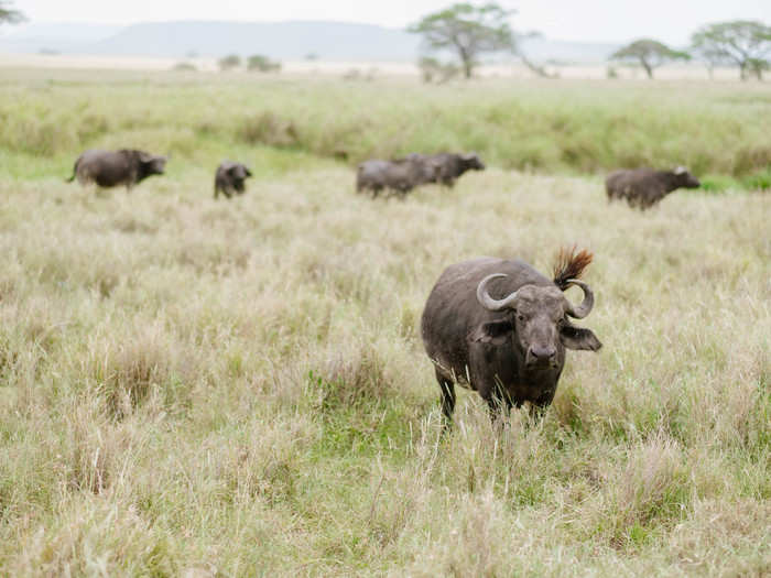 We caught these African buffalo in a pit coating themselves in mud to cool down from the hot African sun and to protect against biting flies. I had no such protection from the flies. They hurt.