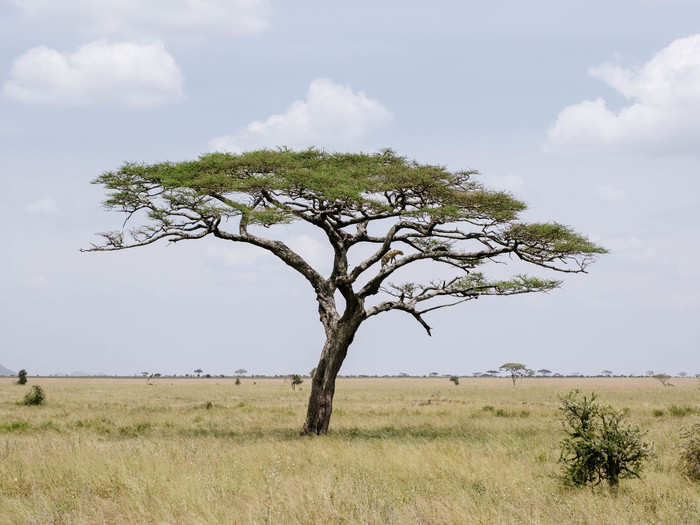 Then, shortly after that, Nnko spotted this leopard walking on the branches of an acacia.