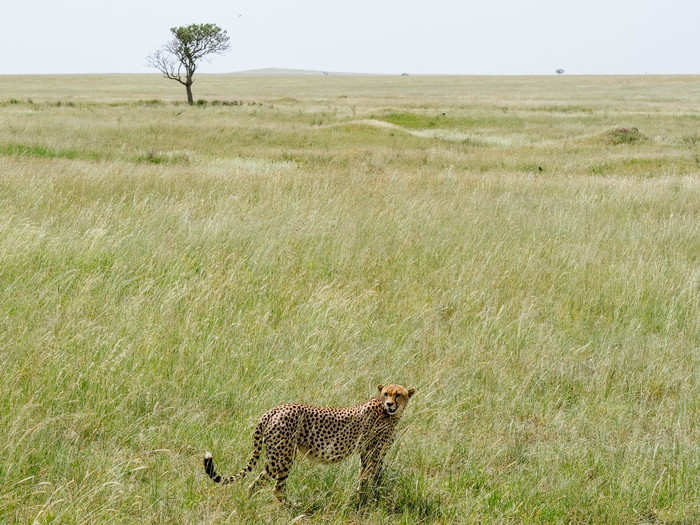 Sometimes the game sightings come all at once. After a couple of hours of driving, we came upon two cheetahs lazing under a tree. Within a minute or two of our arrival, they got up and sauntered into the distance.