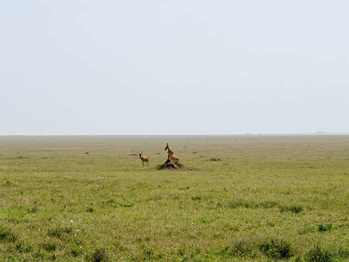 For me, the most interesting part of being on safari was learning about animal behaviors, like how certain antelopes like standing on termite mounds to get a good view of their surroundings.