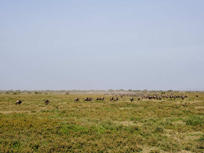 There is little that I can do to convey the awesomeness of seeing several thousand wildebeest stampede through the grasslands at full speed. We stayed two nights at Ndutu and, by far, the most memorable sight was this swooping arc of wildebeest.