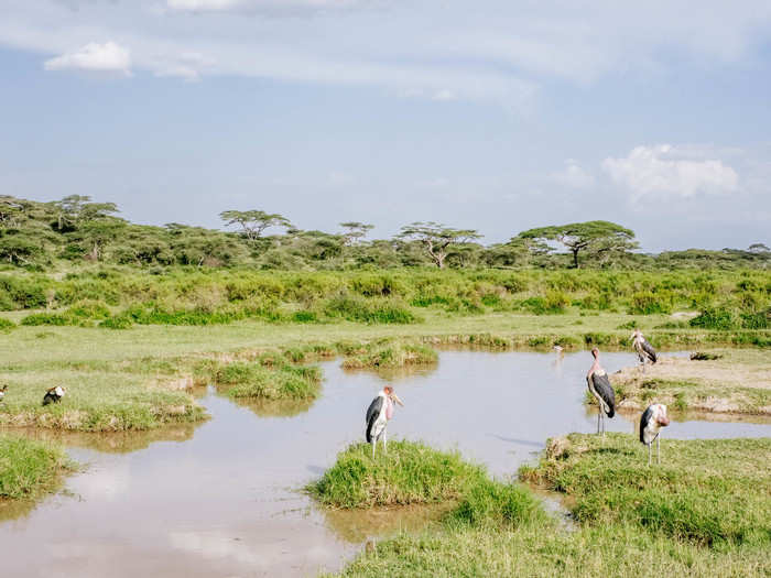 The next morning we drove back out through the Ndutu area on our way to the Serengeti, the main event of our safari. Along the way, we spotted several marabou stork around a swamp.