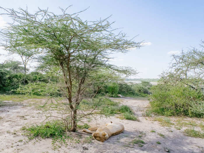 Nnko got a call on his radio that signaled a small pride of lions was nearby. We zipped over to find the lions sleeping beneath this tree and in the bushes.