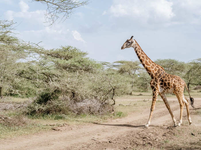 Nearby, there were several giraffes feasting on acacia trees. One thing many visitors forget is that lions prefer different habitats than giraffes, which, in turn, prefer different habitats from elephants. You have to be in the right place to see the animal you are looking for.