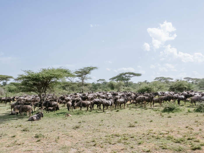 Much of being on safari is luck. If we were ten or fifteen minutes earlier to the lake, we would