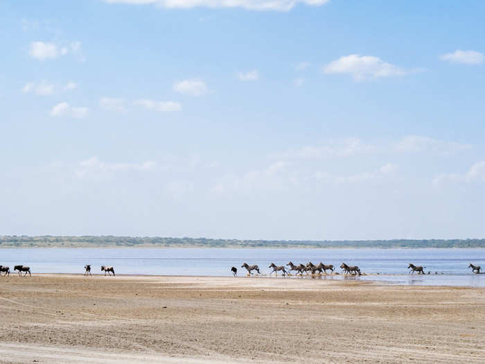 Most, however, were far behind. We caught a small herd of zebras and wildebeest passing through Ndutu Lake in the afternoon.