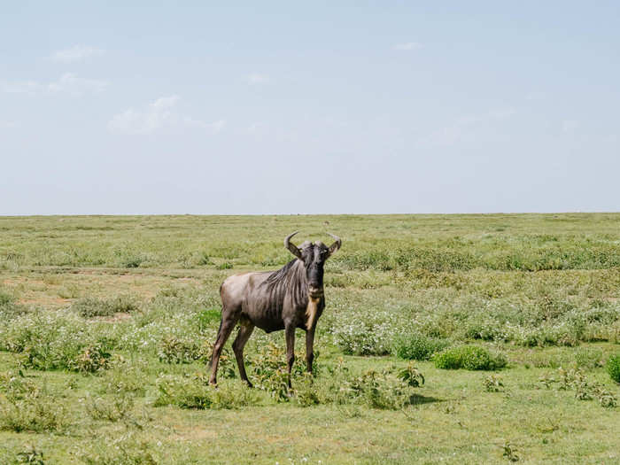 Most visitors to Tanzania come to see the Great Migration, where 1.5 million wildebeest and half a million other animals migrate along a nearly 2,000-mile cycle. The migration happens year round, but different events are happening at different times.