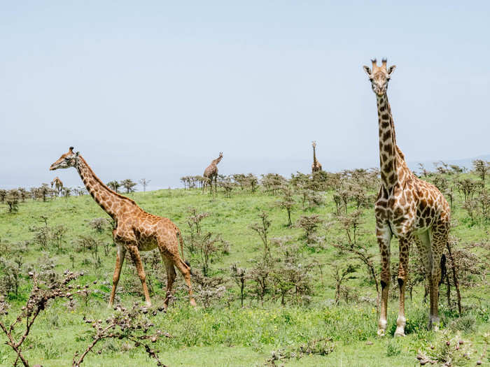 The highlands are the perfect place to spot wild giraffes, which like to eat the many species of trees that populate the area.