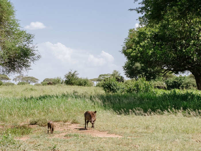 The most exciting sights on safari are the surprises, like this warthog — Pumba, for those Lion King fans out there— and its baby, which scurried across the path in front of us before disappearing into the bush.