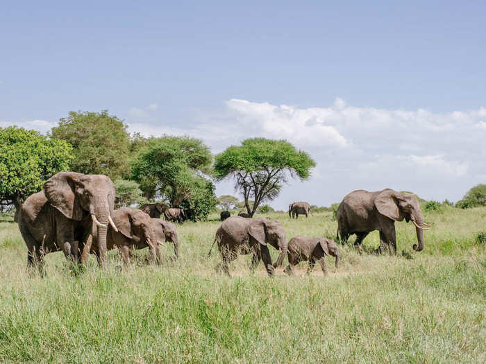 As we drove through Tarangire, we came upon herd after herd of elephants.