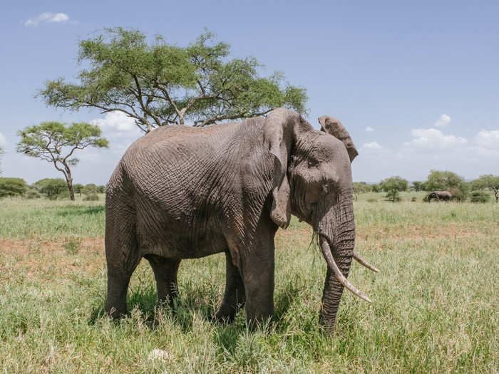 The "Big Five" animals to see on an African safari are the buffalo, the black rhino, the lion, the elephant, and the leopard. Tarangire is the best place to check the elephant off the list.