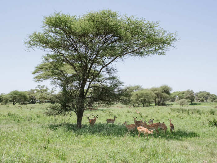 Tarangire spans about 1,100 square miles of swamps, savannah grasses, and baobab trees.