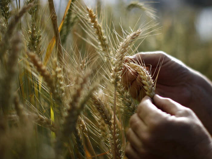 Kernza has created a strain of wheat that lives for more than two years.