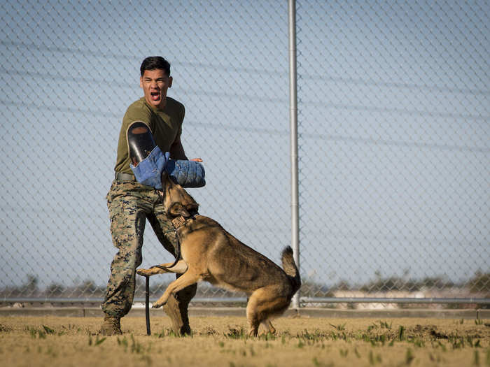 Whether a MWD is spending time with its handler or training to protect Marines, they will always be rewarded for doing their job in every clime and place.