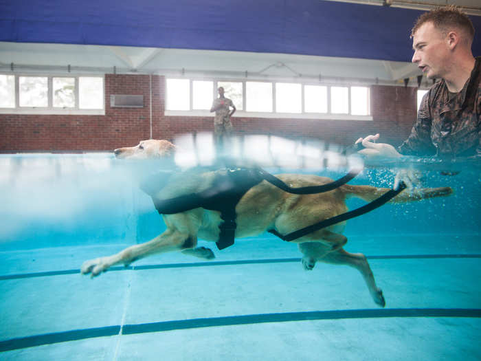 Whenever a dog retires from the service, they have a chance to be adopted by their handlers.