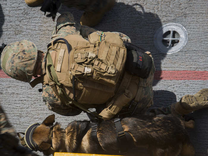 A MWD’s average military career is eight years before it can retire.