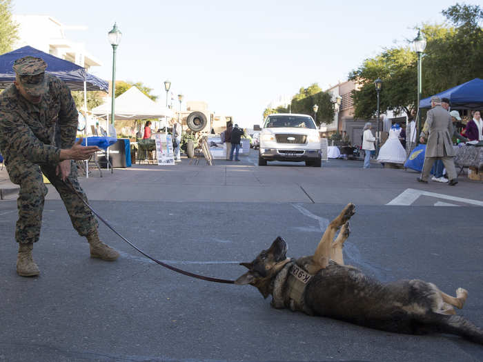 The best way for the dogs to learn is to let them know that they are getting rewarded by either a ball or positivity and sometimes even belly rubs from their handlers.