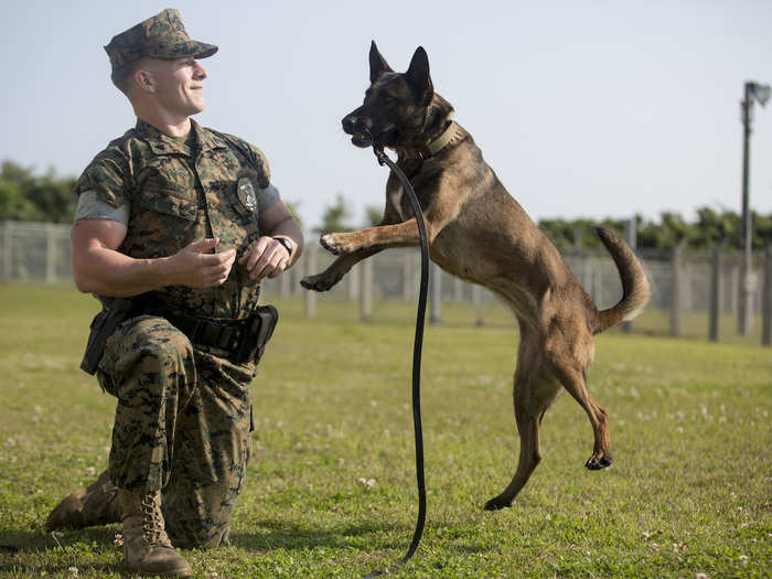 For a MWD handler, it is important to know the history of who and what the dog knows and how they are currently performing. Each handler creates a special bond with their dog to instill confidence in both the dog and themselves.