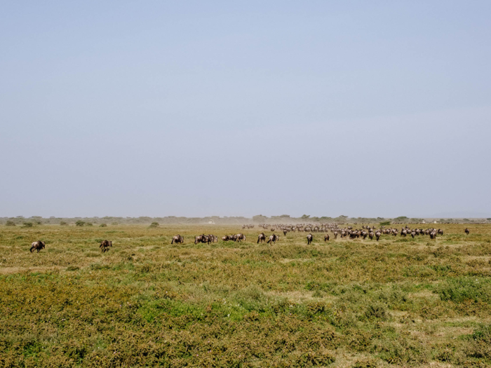 Our long drive brought us through the grassy plains of Lake Ndutu, just outside of the Serengeti, where we saw herds of wildebeest migrating. About ten or so miles away, we found our second lodging for the trip, Ndutu Kati Kati Tented Camp. Unlike Burunge, the camp is mobile: It gets moved around, depending on the season.