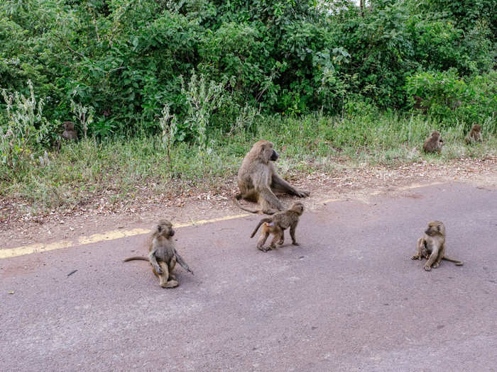 There were whole families of baboons hang out right next to the road. Any fear they once had of humans is long gone.