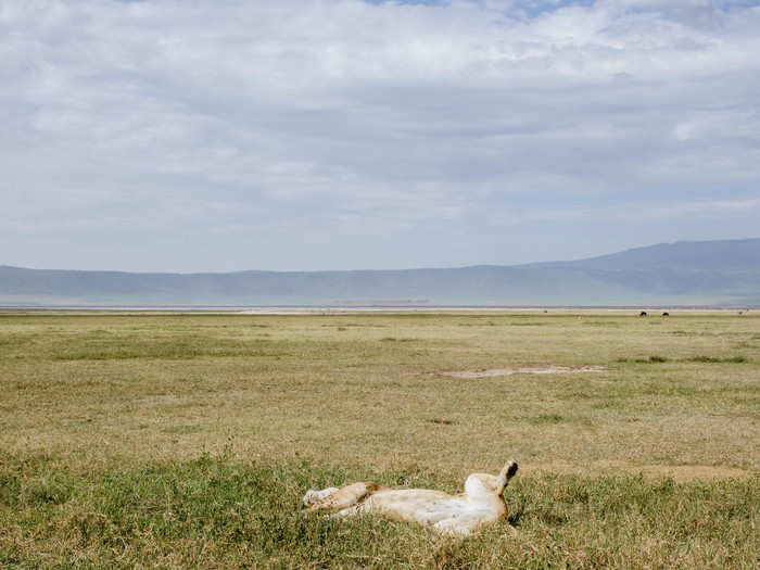 With time running out before I had to leave the crater, I spotted another pride of lions. These ones were acting very cat-like, lounging on their backs in the afternoon sun.