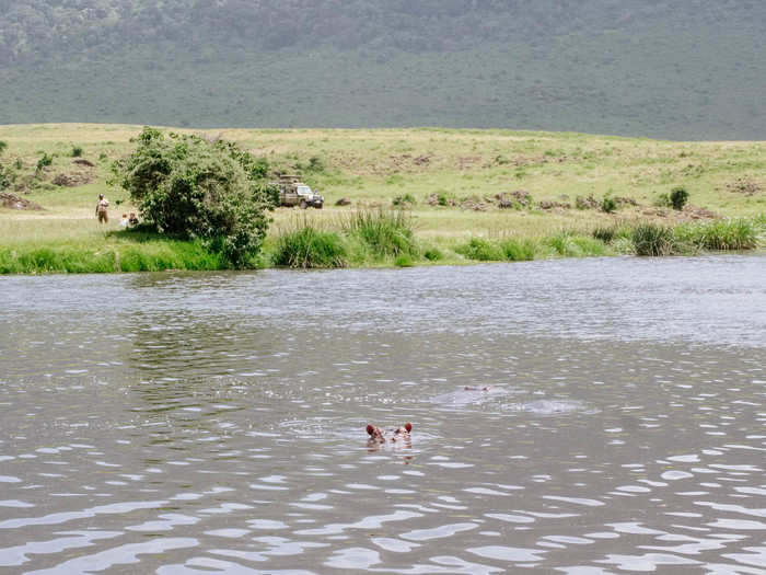 After lunch, I watched as a few hippos bobbed up and down in the water.