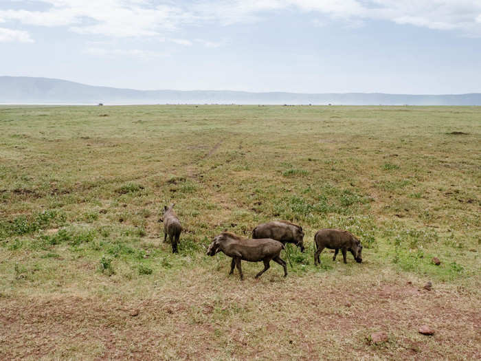 One of the most common animals you can find in the crater are warthogs — Pumba, for those "Lion King" fans out there.