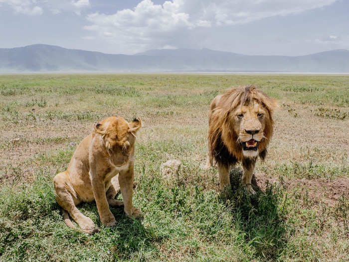 Seriously, these lions were so close to the window of the jeep I could feel their breath.