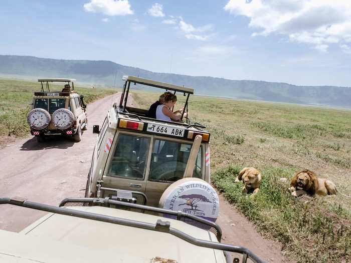 These lions were lounging just feet away from our jeep.