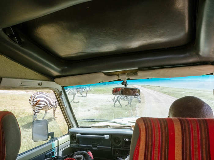 Ngorongoro is home to 25,000 large animals within a 100-square mile area. That makes it very easy to get very close to big animals.