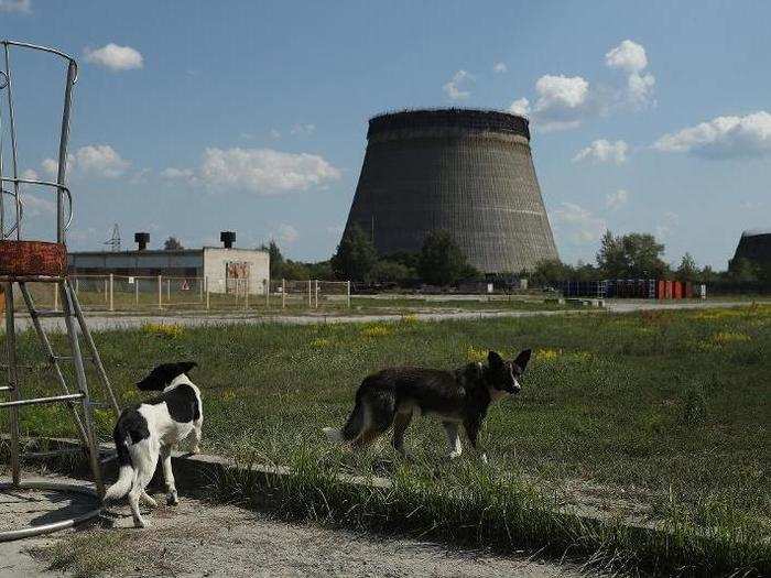 The Chernobyl disaster, for example, contaminated vast areas of Europe and Eurasia, and the wildlife living in the area.