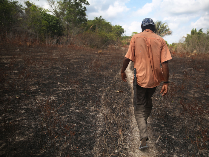 When humans log an area, the absence of trees leads to even more run-off.