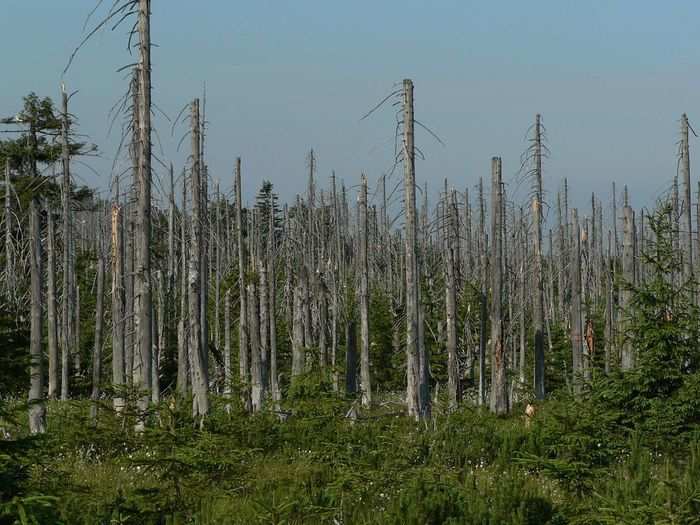 Sometimes those nitrogen oxide and sulfur dioxide chemicals can react with the moisture in the atmosphere and change into acids. That water-chemical mixture then returns to Earth as acid rain.