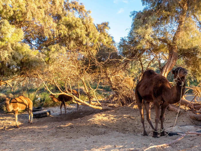 After the lake, we drove around the oasis, where I spotted several camels hiding under the shade of some trees ...