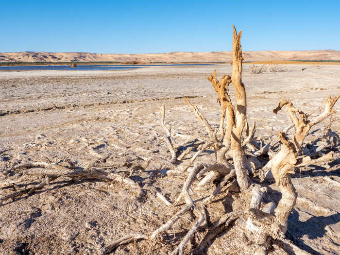 The trees, plants, and driftwood are all covered in salt crystals too.